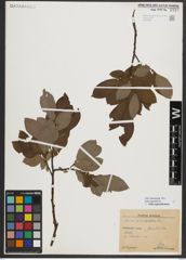 Foto von Salix appendiculata Vill.